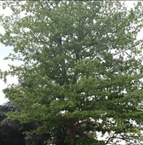 C'est sur cet arbre que le corps de Demba Diawara a été retrouvé pendu.