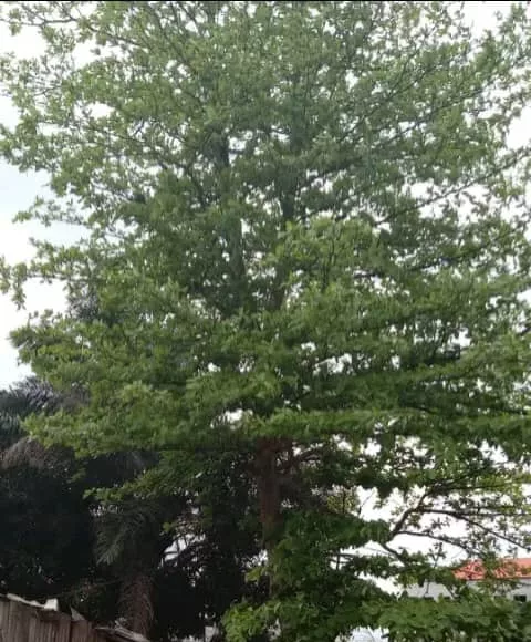 C'est sur cet arbre que le corps de Demba Diawara a été retrouvé pendu.