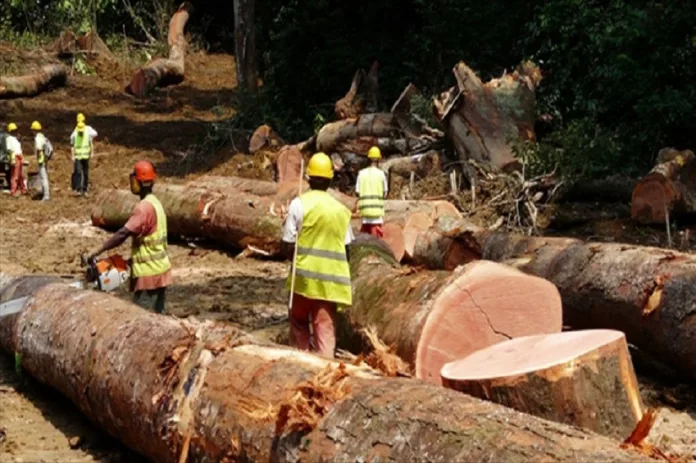 La production ne cesse de baisser dans le secteur de l’exploitation forestière.