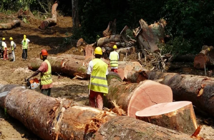 La production ne cesse de baisser dans le secteur de l’exploitation forestière.