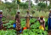 Elles plantent, récoltent, transforment les produits agricoles et participent ainsi largement à la production alimentaire mondiale.
