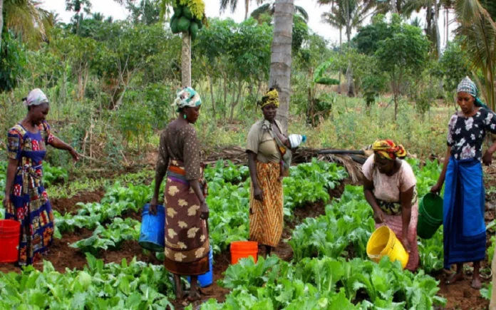 Elles plantent, récoltent, transforment les produits agricoles et participent ainsi largement à la production alimentaire mondiale.