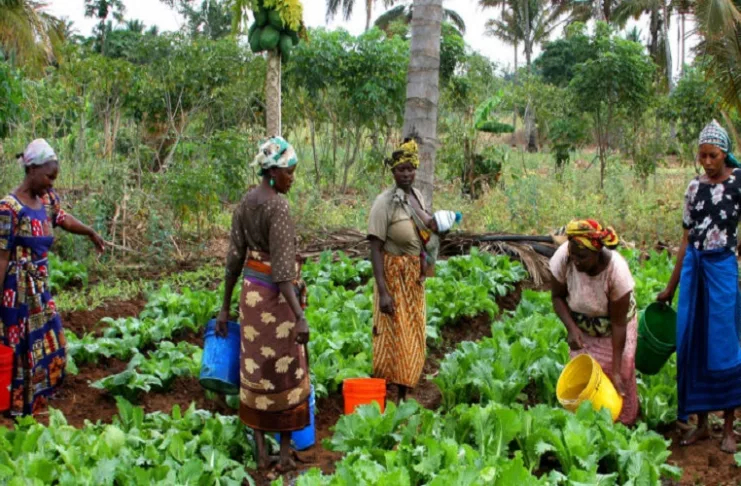 Elles plantent, récoltent, transforment les produits agricoles et participent ainsi largement à la production alimentaire mondiale.