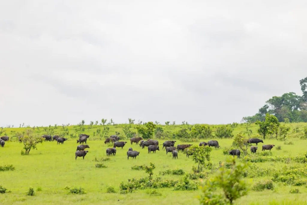 La préservation de la faune sauvage gabonaise s'inscrit désormais dans une gestion concertée pour réduire les conflits avec les populations rurales