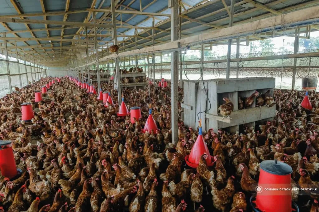 Filière avicole : vers la fin des importations, le cap de l'autonomie à Akanda 1 Vue du bétail sur le site de BTF Farming.