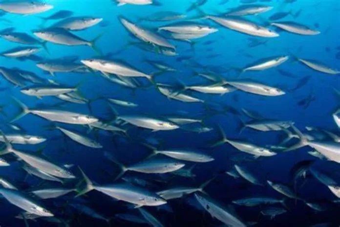 plus de 270 milliards de FCFA mobilisés en 15 ans pour la protection de la biodiversité marine