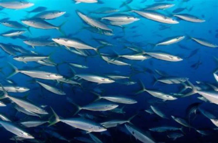 plus de 270 milliards de FCFA mobilisés en 15 ans pour la protection de la biodiversité marine