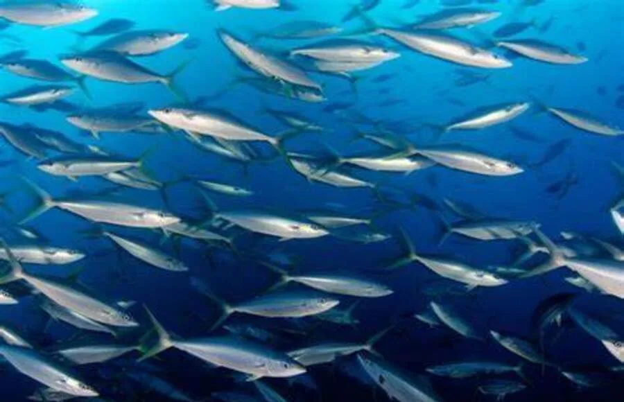 plus de 270 milliards de FCFA mobilisés en 15 ans pour la protection de la biodiversité marine