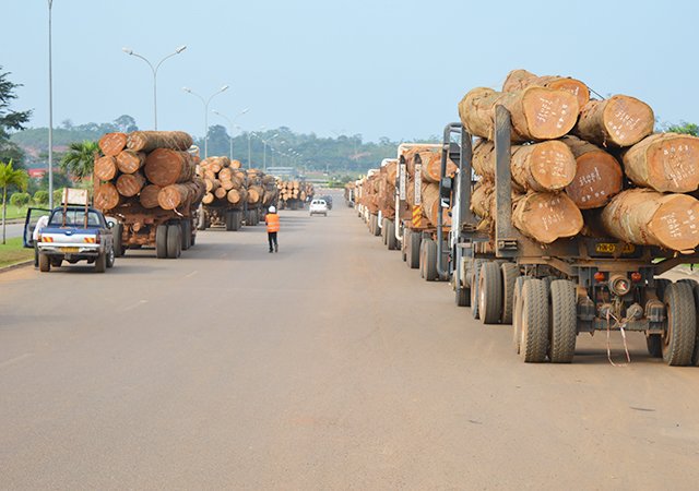Le bois demeure l’un des piliers de l’économie gabonaise, avec une exploitation encadrée par les services des Eaux et Forêts.