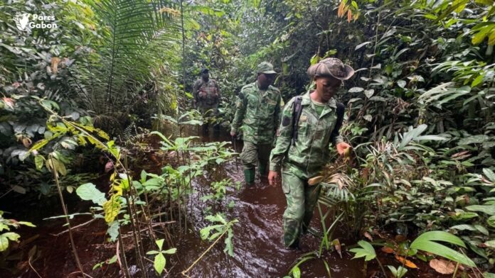 Au cœur des parcs nationaux, les écogardes de l’ANPN : sentinelles dévouées de la biodiversité gabonaise.