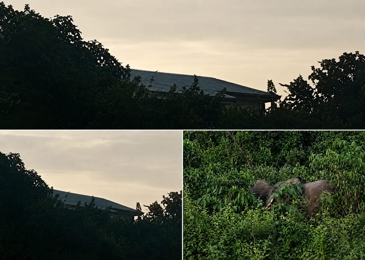 Gabon : Quand les éléphants s’invitent dans une vadrouille dans la rues de Koulamouto